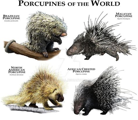 Porcupines of the World by rogerdhall on DeviantArt | Animal drawings ...