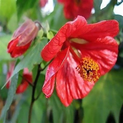 Flowering Maple (Abutilon Hybridum mix) 10 seeds