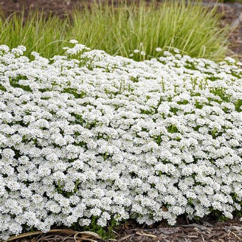 Alexander's White Candy Tuft, Iberis | American Meadows | American ...