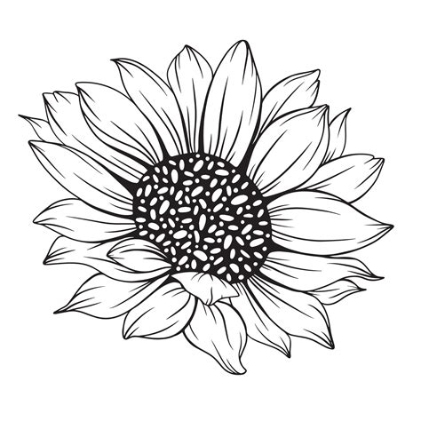 Sun Flower Line Art Images | Best Flower Site