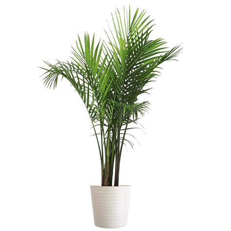 Costa Farms Majesty Palm Live Plant, Live Indoor and Outdoor Palm Tree, Potted in Indoors ...