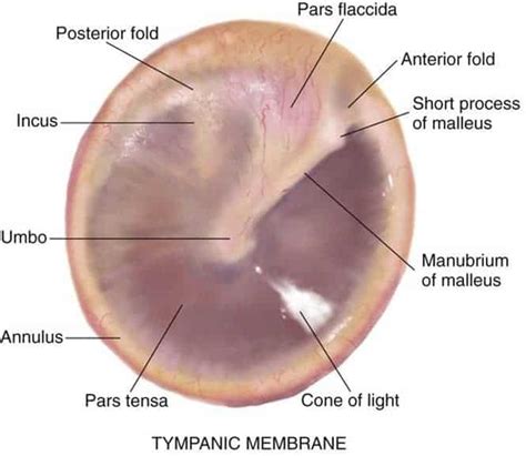 Tympanic Membrane Of Ear/ EARDRUM - New