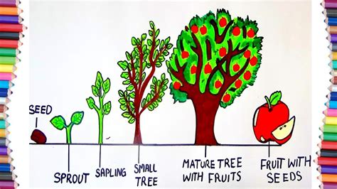 HOW TO DRAW LIFE CYCLE OF A TREE - YouTube