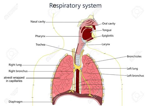 Respiratory system Diagram | Quizlet