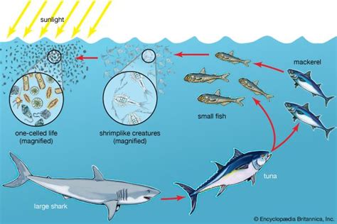 Ocean Ecosystem Food Web Diagram