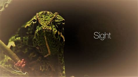 Sight - Animal Super Senses - watch free online documentaries - ihavenotv.com