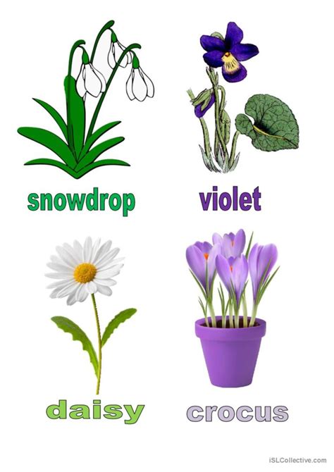 Spring flowers vocabulary flashcards…: Deutsch DAF Arbeitsblätter pdf & doc