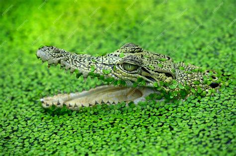 Premium Photo | Closeup of a formidable saltwater crocodile apex ...