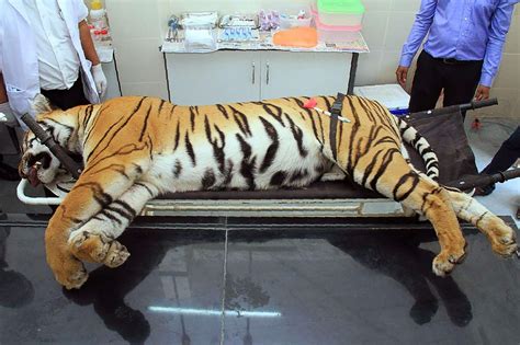 Man-eating tiger's killing in India leads to criticism from activists ...