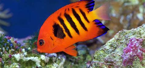 Keeping Marine Angelfish | Tropical Fish Hobbyist Magazine