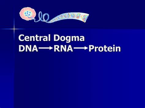 PPT - Central Dogma DNA RNA Protein PowerPoint Presentation, free download - ID:3386324