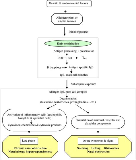 [DIAGRAM] Copd Pathophysiology Diagram - MYDIAGRAM.ONLINE