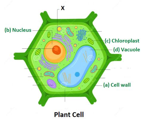 Draw a typical plant cell and label the following parts a Cell wall b ...