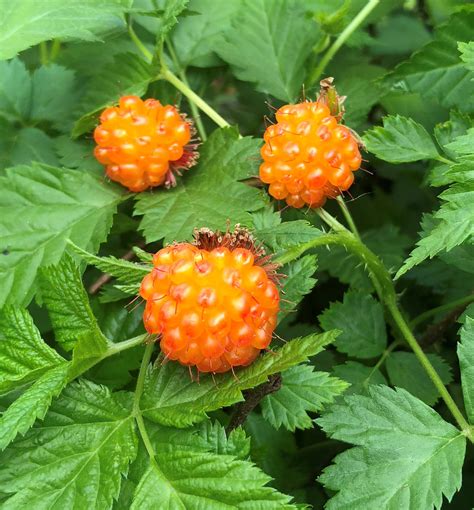 Salmonberry (Rubus spectabilis) beautiful pink - red flowers and golde – Scenic Hill Farm Nursery