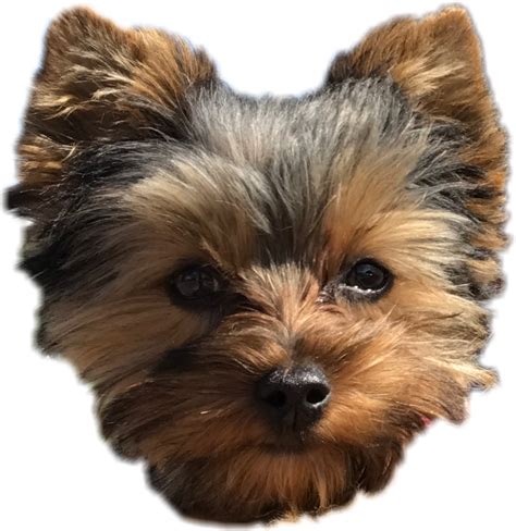 Clipart dogs yorkie, Picture #482320 clipart dogs yorkie