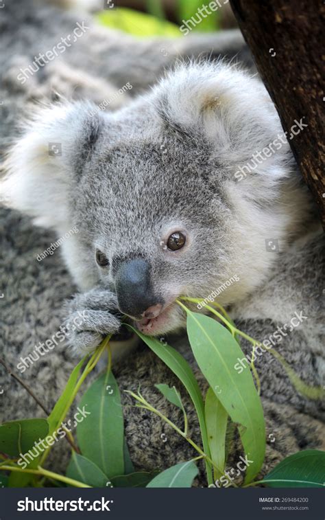 Australia Cute Baby Koala Bear Eating Stock Photo 269484200 - Shutterstock