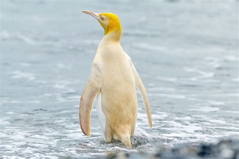 Rare Yellow Penguin Bewilders Scientists | Audubon