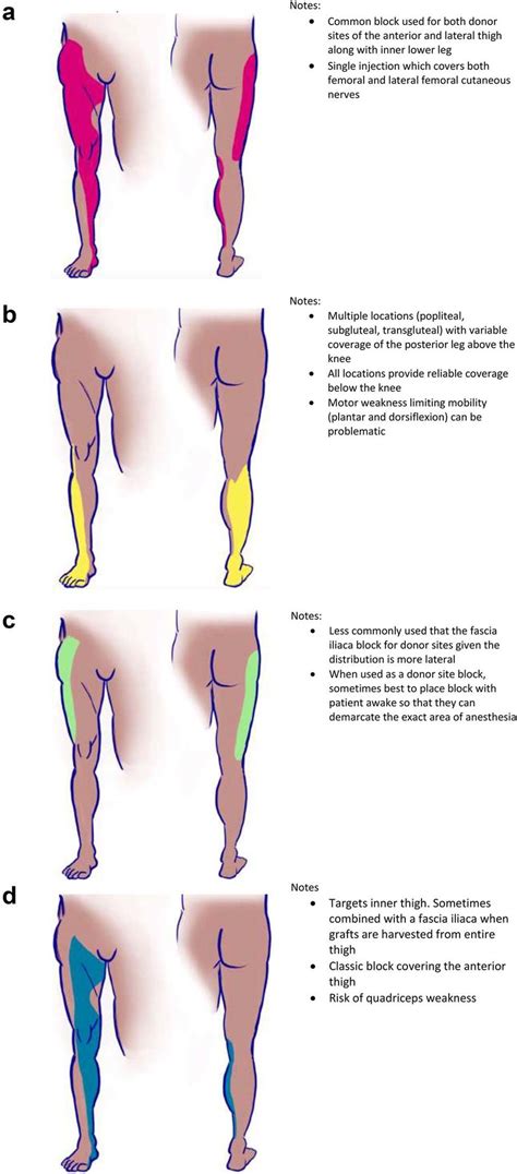 Anatomical blocks of the lower extremity used in burn care. (a) Fascia... | Download Scientific ...