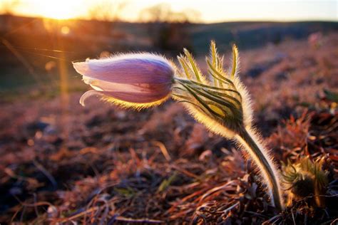 Vernal Equinox 2018: Facts About the First Day of Spring