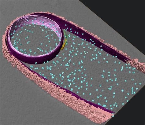 Zooming in on sporulation | eLife Science Digests | eLife