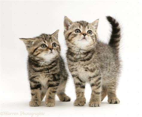 British Shorthair Brown Tabby kittens photo WP10117