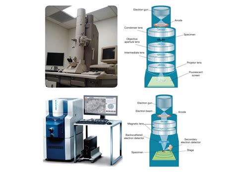 Electron Microscope - Types, Principle, Working Mechanism, Applications ...