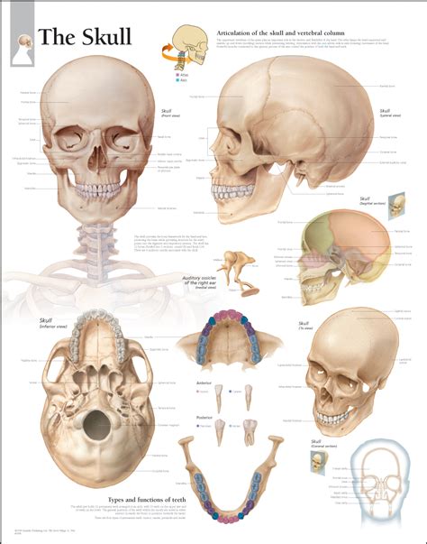 HUMAN BODY SYSTEM: Inside the Human Skull