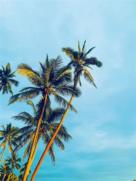 HD wallpaper: coconut trees under blue sky during daytime, summer ...