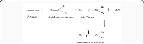 Synthesis of protonated Schiff base. | Download Scientific Diagram