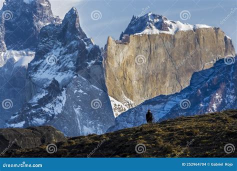 Andean Condor ,Torres Del Paine National Park, Stock Photo - Image of ...