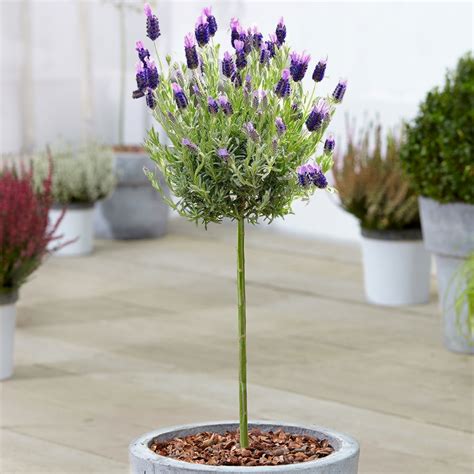 Buy Lavandula Stoechas Tree | Potted Patio Trees | Free UK Delivery