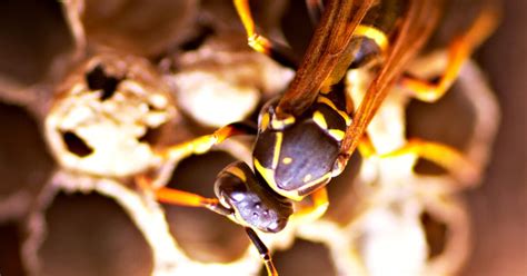 Wasp Nest Identification Guide