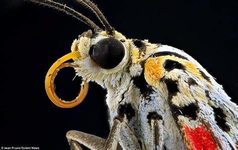 Stunning close-up photography reveals the alien beauty of butterflies ...