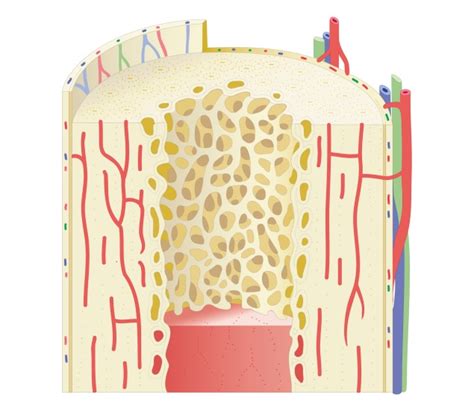 Post-Parathyroidectomy Hungry Bone Syndrome Less Problematic in PD﻿ - Renal and Urology News