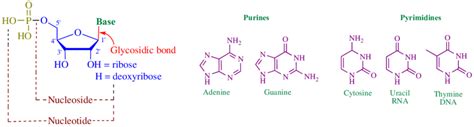 General structure of nucleoside and nucleotide analogs. | Download Scientific Diagram