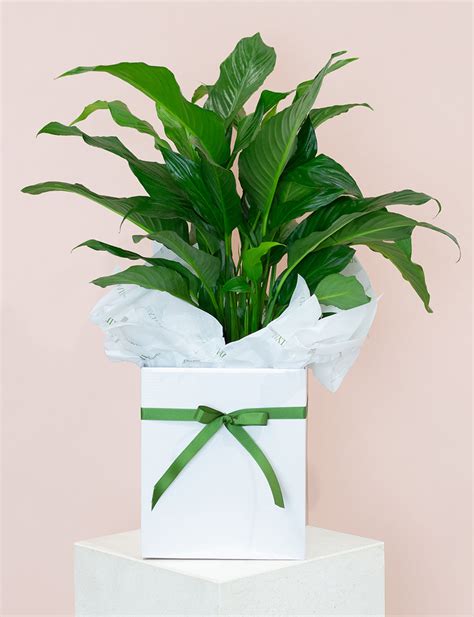 Large Peace Lily - House Plant | Daily Blooms - Same Day Plant Delivery