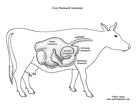 cow anatomy diagram for kids