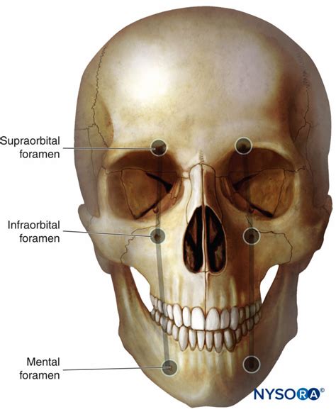 regional-anesthesia-erminal-sensory-branches-of-the-trigeminal-nerve-exit-the-facial-bone ...