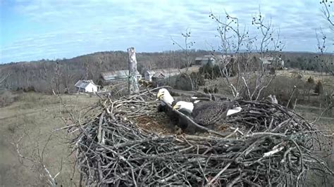 Bald eagles know nest building means bonding time