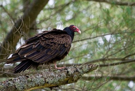 Daniel Berna Photography: Turkey Vulture