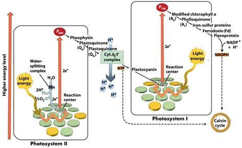 Photosystem I and Photosystem II | Teaching biology, Biochemistry, Systems biology