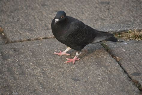 Pigeon Free Stock Photo - Public Domain Pictures