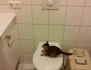 Kitten Jump Fail GIFs - Find & Share on GIPHY