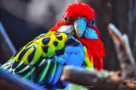 19 of the World's Most Colorful Birds