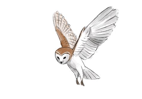 Owl flight cycle animation by tanya-buka | Animation art sketches ...