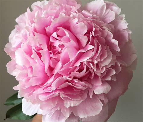 My Care Tips for Cut Peonies | EVIE ROSE LANE