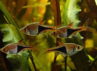 Harlequin Rasbora Tank Mates, Care, Size, Breeding & More