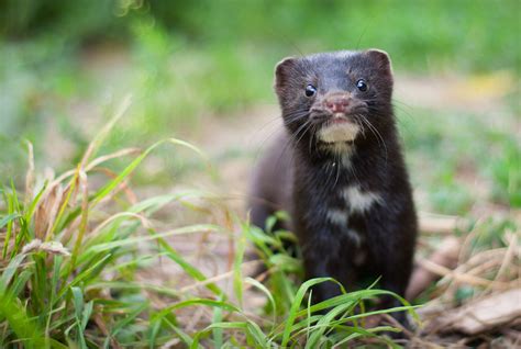 Dutch parliament votes to end mink farming following Covid-19 outbreak ...