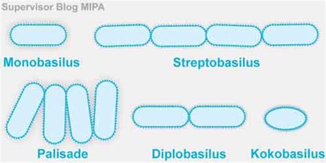 Pengelompokkan Bakteri Berdasarkan Bentuk Sel Beserta Contohnya | BIOLOGIJK