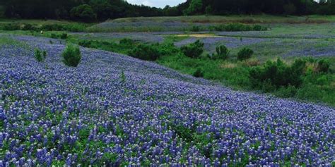 Where to find beautiful bluebonnets and wildflowers around San Antonio ...